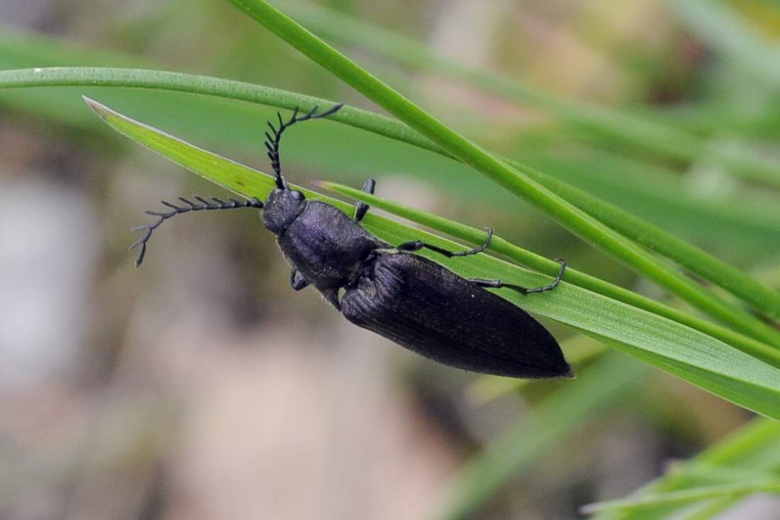 maschio di Ctenicera heyeri (Elateridae)